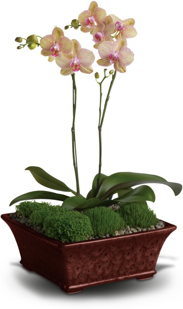 Divine Orchid