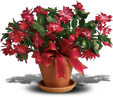 Merry Christmas Cactus